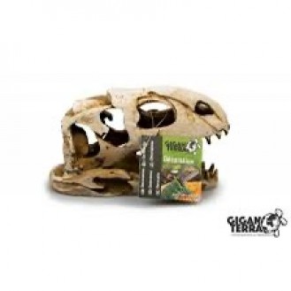 Scull dinosaur medium