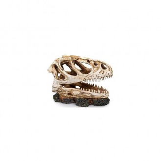 Scull dinosaur small